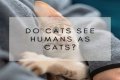Do cats see humans as Alpha?