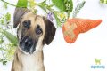 Is flaxseed good for dogs with pancreatitis?