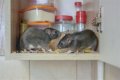 Is it possible to have only one rat in your house?