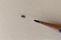 What are little black and white bugs