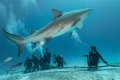 What attracts sharks the most?