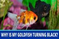What does black on a goldfish mean?