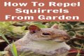 What herbs repel squirrels