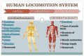 What is locomotion in the human body