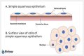 What is simple squamous