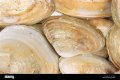 Where can I find a giant clam shell